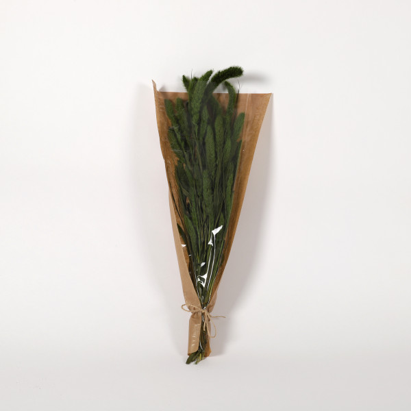 Setaria Gras 50-60 cm Bund 100 gr. grün