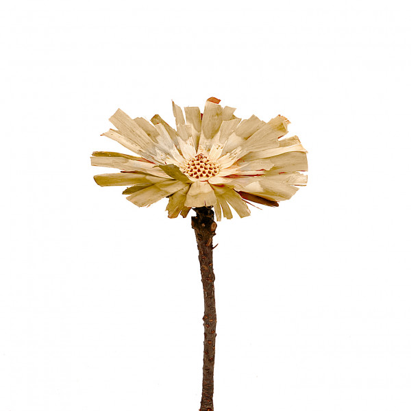 Protea Repens Cut 8-9 cm gebleicht (Fensterkarton a 70 Stk.)