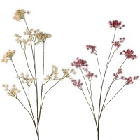 Wiesenkerbel, 123 cm Wiesenkerbel, 123 cm