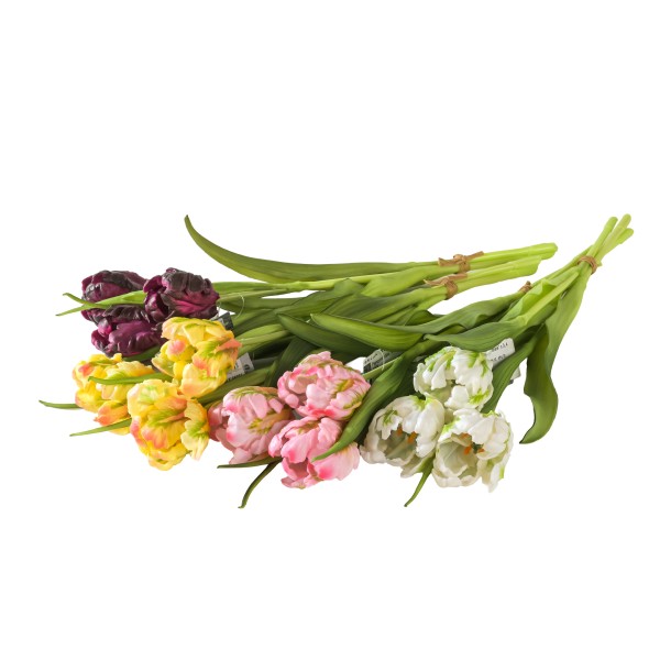 Papageientulpe Almere x 3, 40 cm