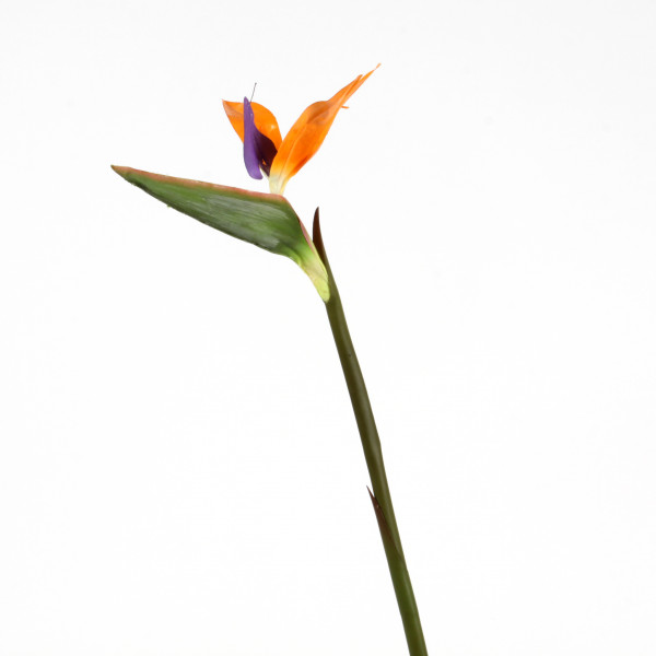 Strelitzie, 70 cm, orange