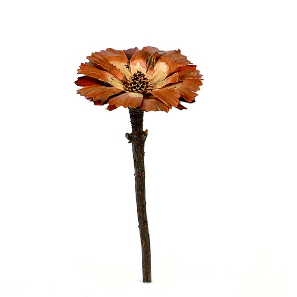 Protea Repens Cut 8-9 cm creme