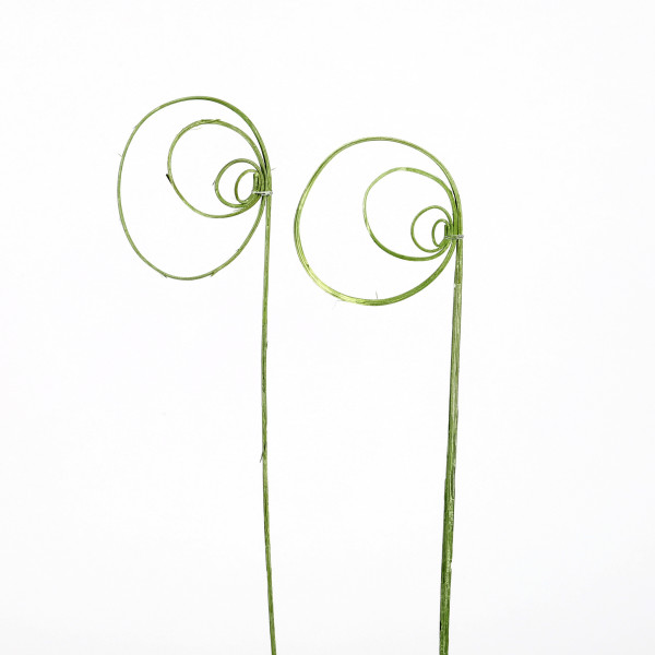 Rohrkreisel Cane coil ( Fensterkarton x 40 St.) grün white washed