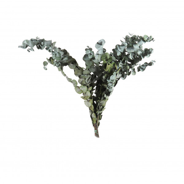 Eukalyptus Cynerea Btl. x 300 gr. grün
