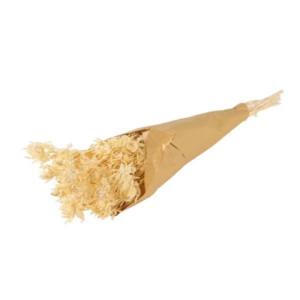 Cartharmus Bund 100 gr gebleicht