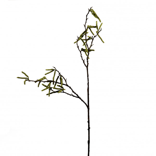 Birkenzweig mit Blütenstand, 104cm