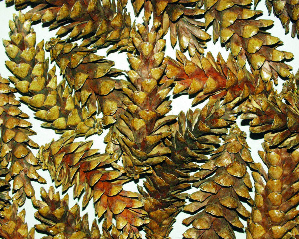 PINUS Peuce POLYBEUTEL x 5 KG Zapfen