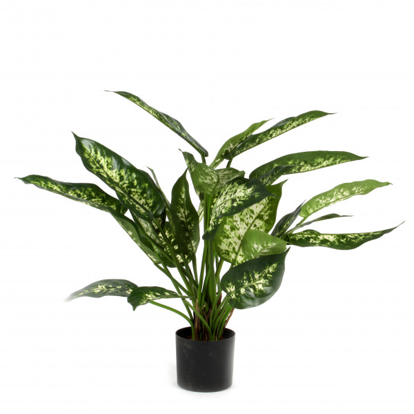 Dieffenbachia, 51 cm, getopft, grün-creme