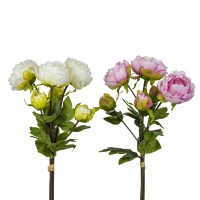 Pfingstrose Jiminez , 51 cm Pfingstrose Jiminez , 51 cm