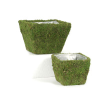 Moos Topf Quadratisch Moos Topf Quadratisch