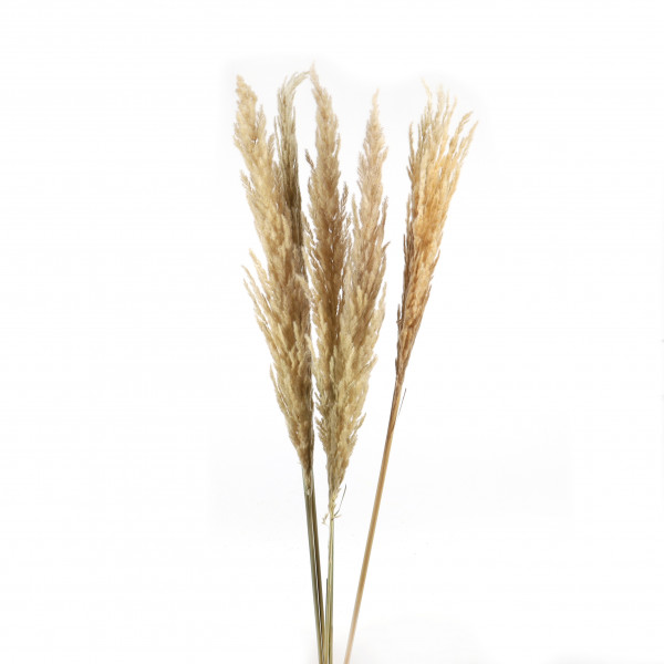 PAMPAS GRASS 5 Stk / Bund 115 cm natural