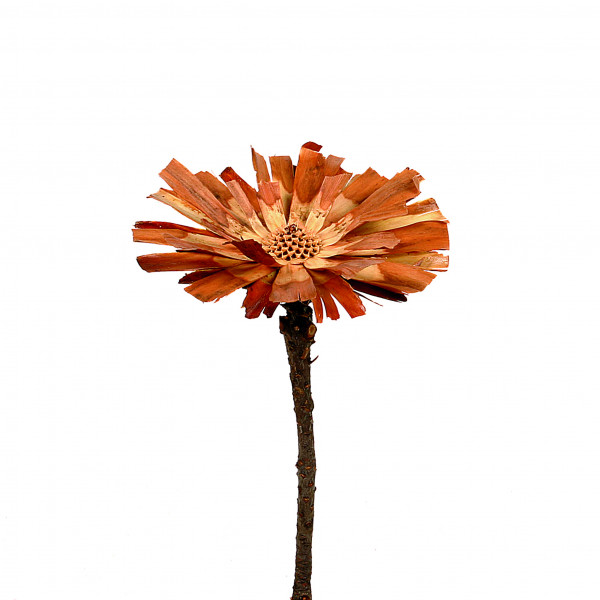Protea Repens Super Cut 10-12cm creme