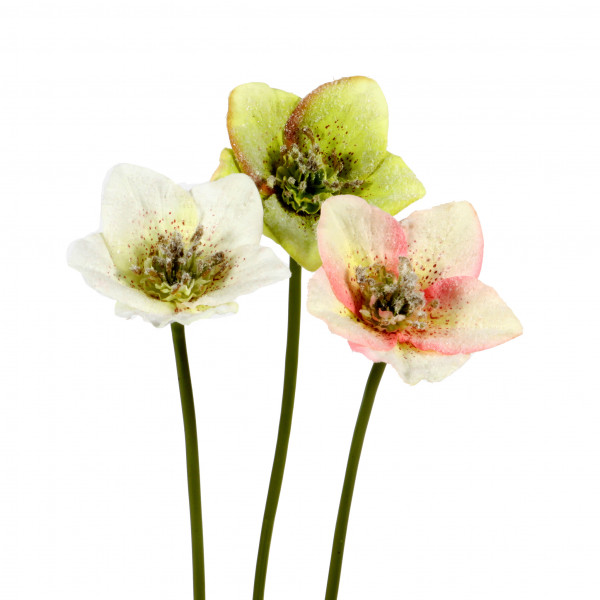 Christrose, beschneit, 24 cm