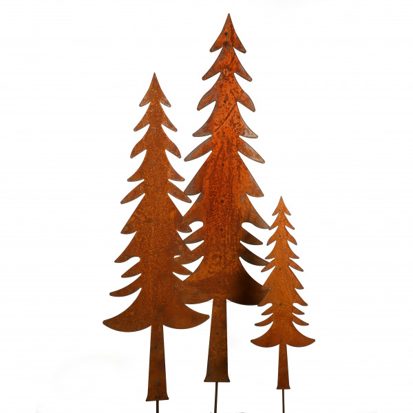 Fichte Picea zum Stecken