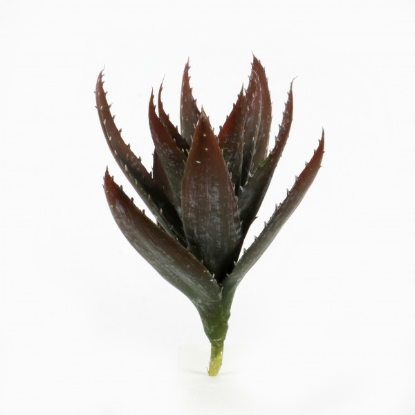 Aloe, 28 cm, grün-burgund