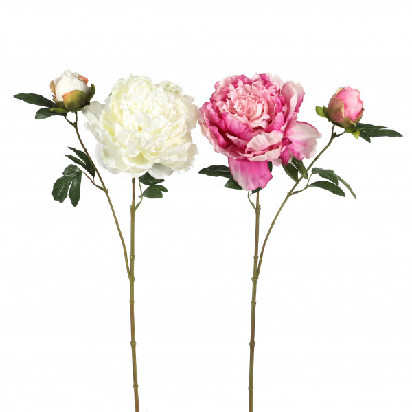 Pfingstrose x 2, 64 cm
