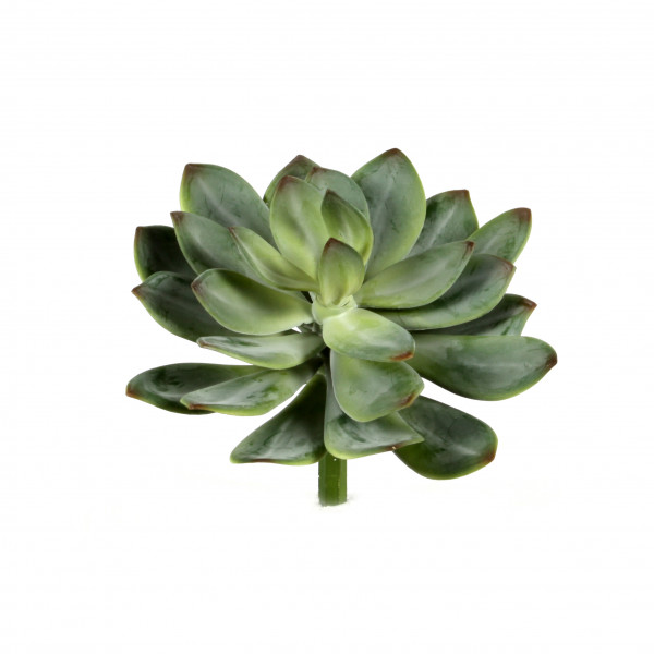 Sukkulente, grün-betaut, 24 cm