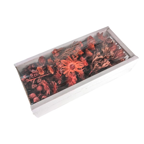 Exoten Sortiment Afrika rot (Fensterkarton x 50 St.)