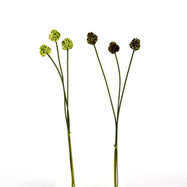Lauchpflanze, 60cm, grün sort.