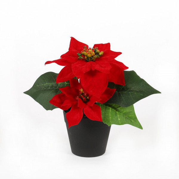 Poinsettia x 2, 18 cm, getopft, rot