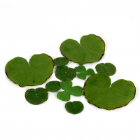 Seerosenblätter, schwimmfähig, Btl/100 St. sort. Seerosenblätter, schwimmfähig, Btl/100 St. sort.