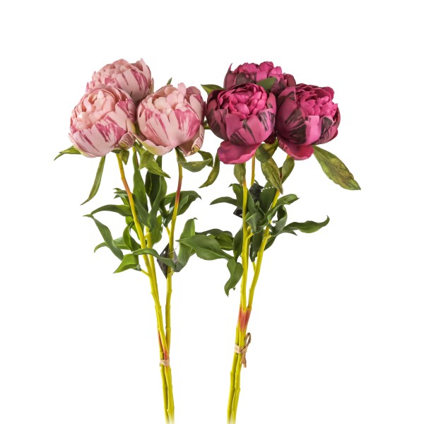 Pfingstrose x 3 Marlie , 63 cm, aubergine