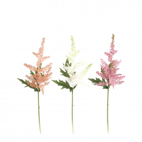 Astilbe, 34 cm