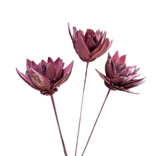 Liliepatelflower 7-10 cm Stiel brombeer frostet (Fensterkarton x 25 Stück)