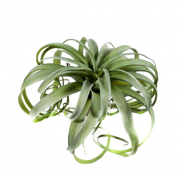 Tillandsie groß, 33 cm, grün-betaut
