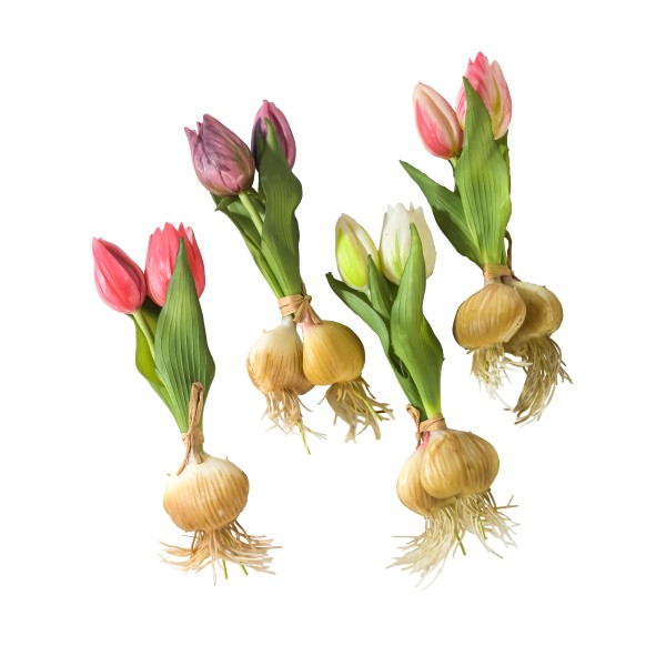 Tulpe Sally x2, 18 cm, mit Zwiebel