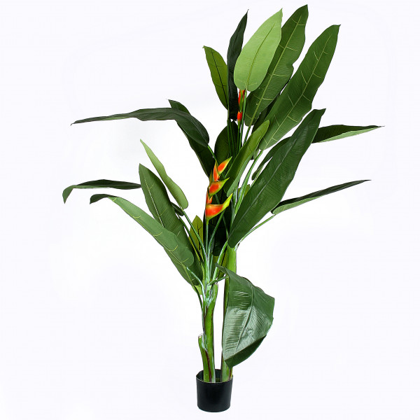 Heliconia-Pflanze x 3, 170 cm