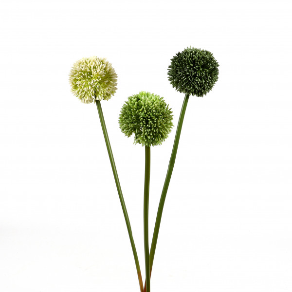 Allium 65 cm, 3 Farben sort., creme-grün