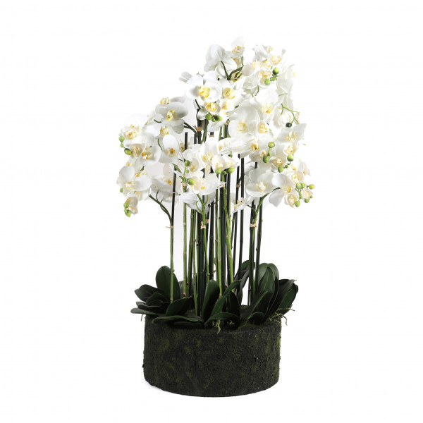 Phalaenopsis-Pflanze x19, 90cm mit Erde