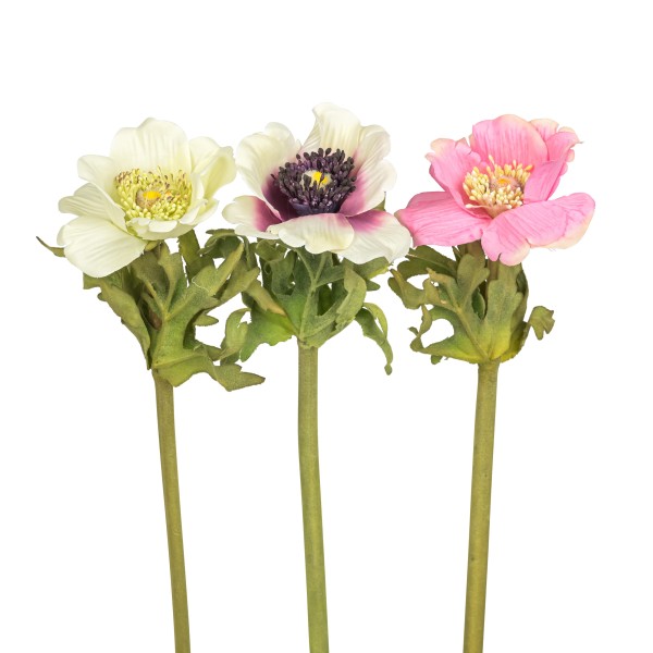 Anemone Dalton , 36 cm