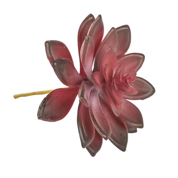 Sukkulente, burgund, 11,25cm