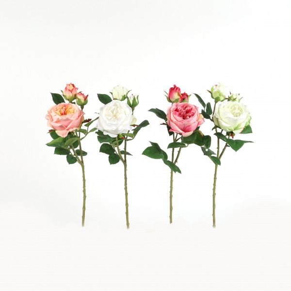Rose Torbay , 2 Knospen, 1 Blüte 48 cm