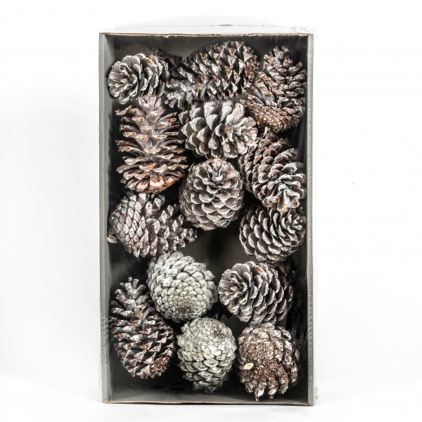 Pinus Maritima Tray x 12 Stück white washed