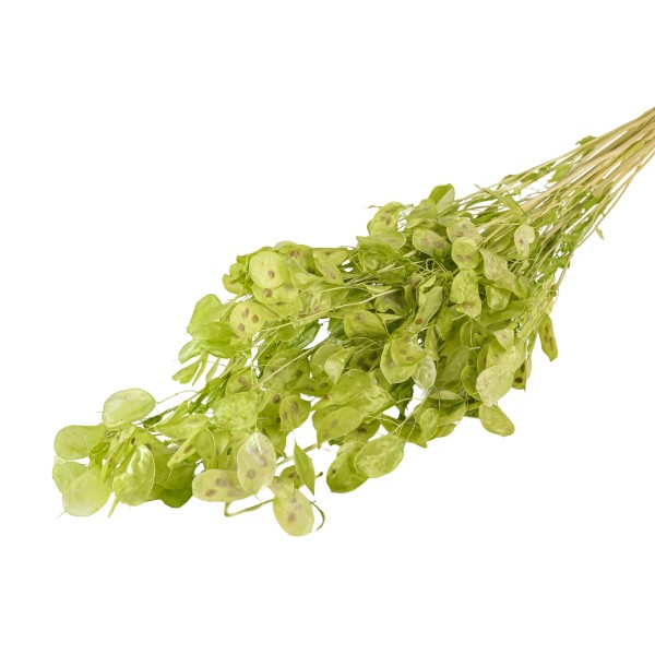 Lunaria Zweige Btl 80 gr.