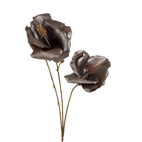 Hibiscus Ardesio , 78cm, braun