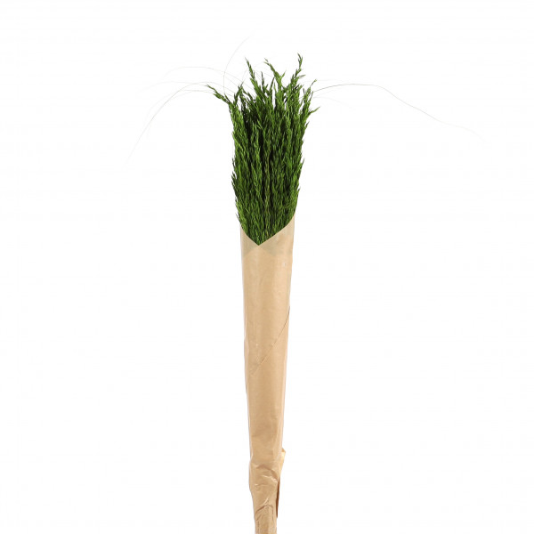 Ampelodsma Btl. x 400 gr.