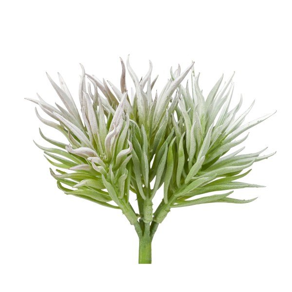 Crassula-Pick, 15 cm, grau