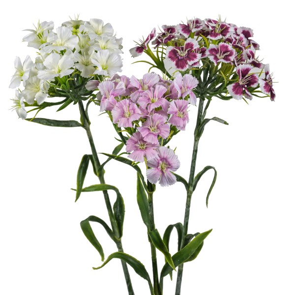 Dianthus, 55 cm