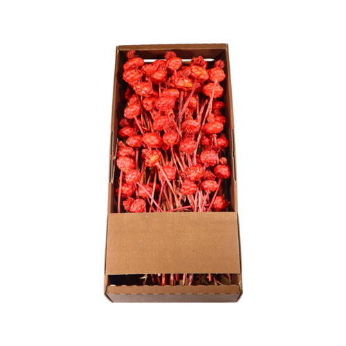 Artischoke Tray 500 gr. ( Mohn) rot gefrosted