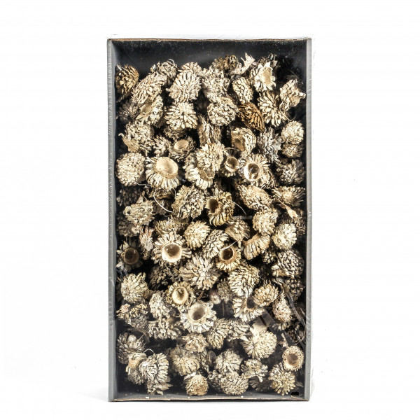 Acorn Cones Tray x 2 KG white washed Zapfen