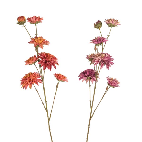 Dahlie x 7 Monica , 96 cm