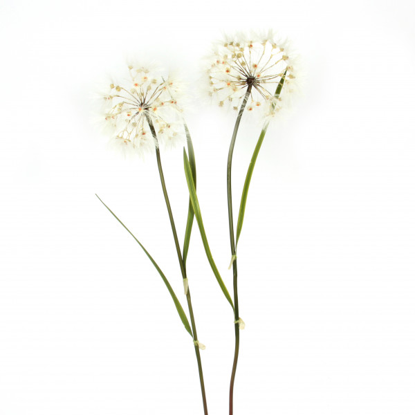 Pusteblume rund, groß, creme