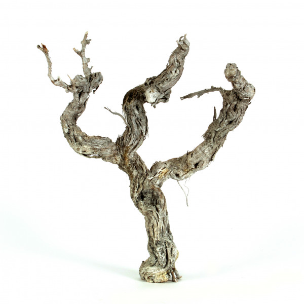 Rebenstamm 40-45 cm white wash ed
