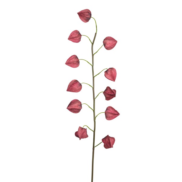 Physalis-Zweig Tokio , rot , 91 cm