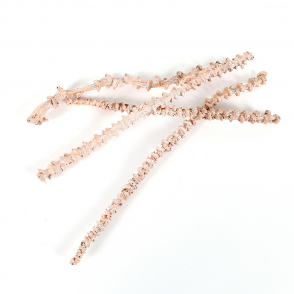Bananastem (Polybeutel x 15 St. ) metallic rose gold