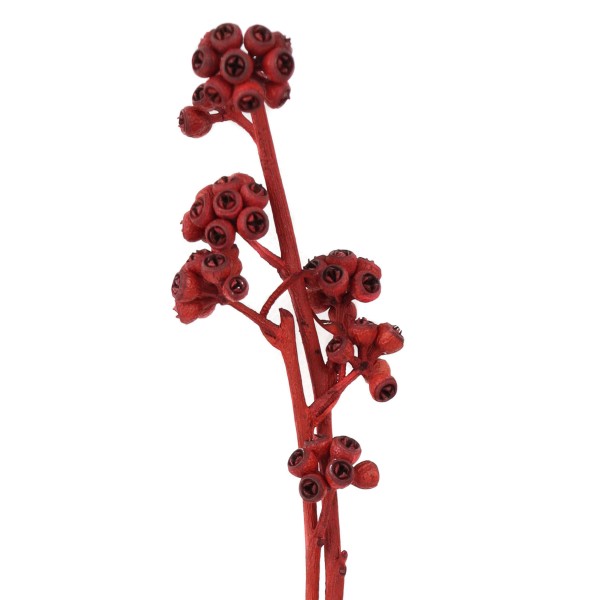 Eukalyptus brunch rot (Fensterkarton x 30 Stück )